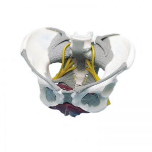 Female Pelvis Model with Ligaments, Nerves, and Pelvic Floor